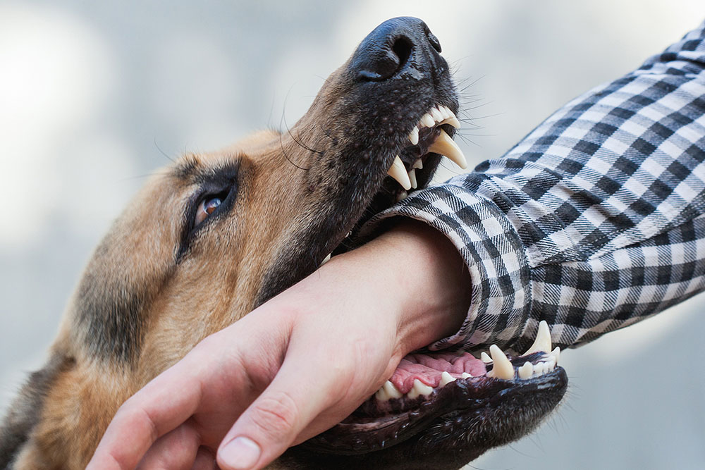 Barnstable, MA Dog Bite & Animal Attack Claims
