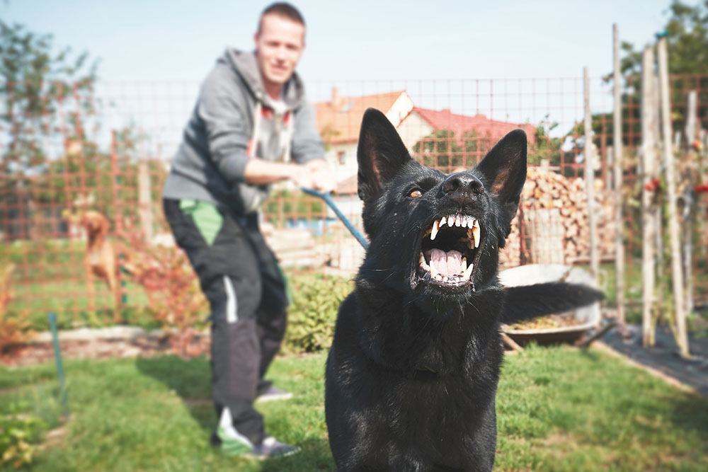 Harwich, MA Dog Knockdown Injury Claims